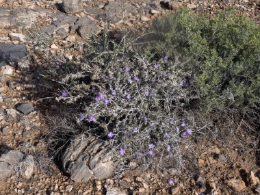 Baharda küçük çiçekler merkezi Namibya.