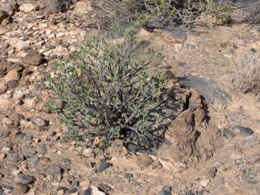 Baharda küçük çiçekler merkezi Namibya.