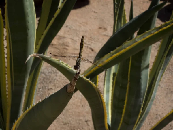 Стрекоза Листе Агавы Центральная Намибия — стоковое фото