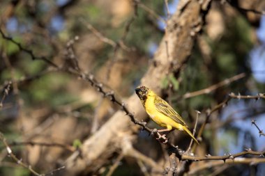 Weaver, Ploceus velatus, Kuzey Namibya renkli Afrika maskeli