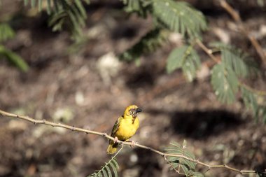 Weaver, Ploceus velatus, Kuzey Namibya renkli Afrika maskeli