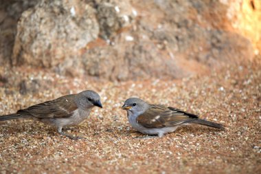 Sürmeli weaver, Philetairus Drusus'un, besleme Genç, Kuzey Namibya