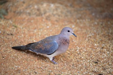 Namaka güvercin Nice boyalı, Oena capensis, Kuzey Namibya