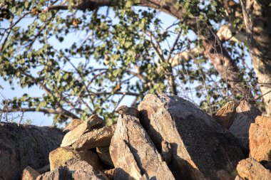 Cape Rock buzlu, Kuzey Namibya oturan yaban faresi'nı, Procavia capensis,