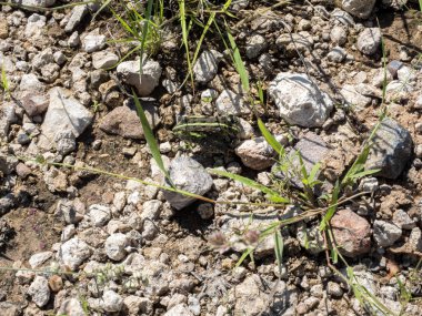 Genç Afrika kurbağa, Pyxicephalus edulisin Kuzey Namibya küçük bir gölet