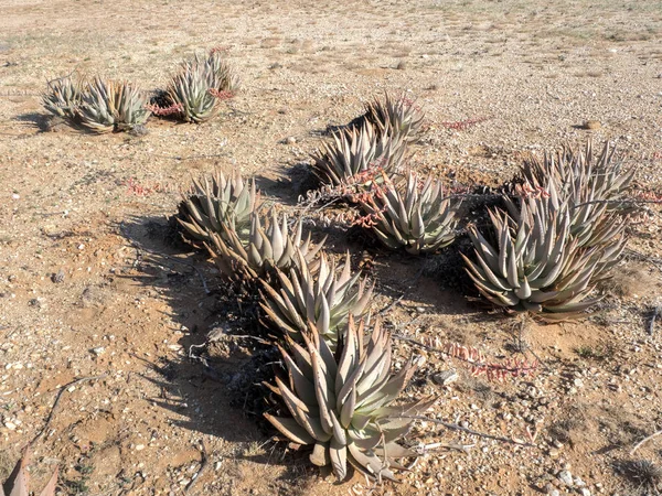 Сукулентних Рослин Пустелі Центрального Намібії — стокове фото