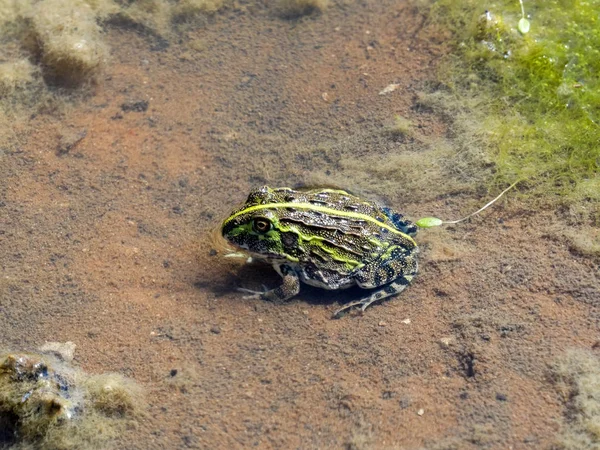 Rana Toro Africana Joven Pyxicephalus Edulisin Pequeño Estanque Del Norte — Foto de Stock