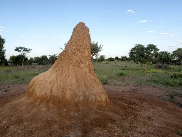 Great Termites Northern Namibia — Stock Photo, Image