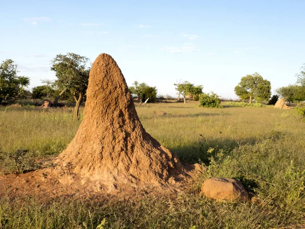 Die Großen Termiten Nordnamibiens — Stockfoto
