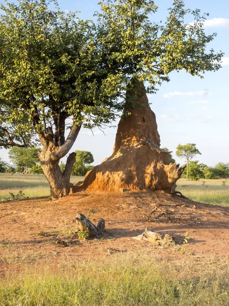 Die Großen Termiten Nordnamibiens — Stockfoto