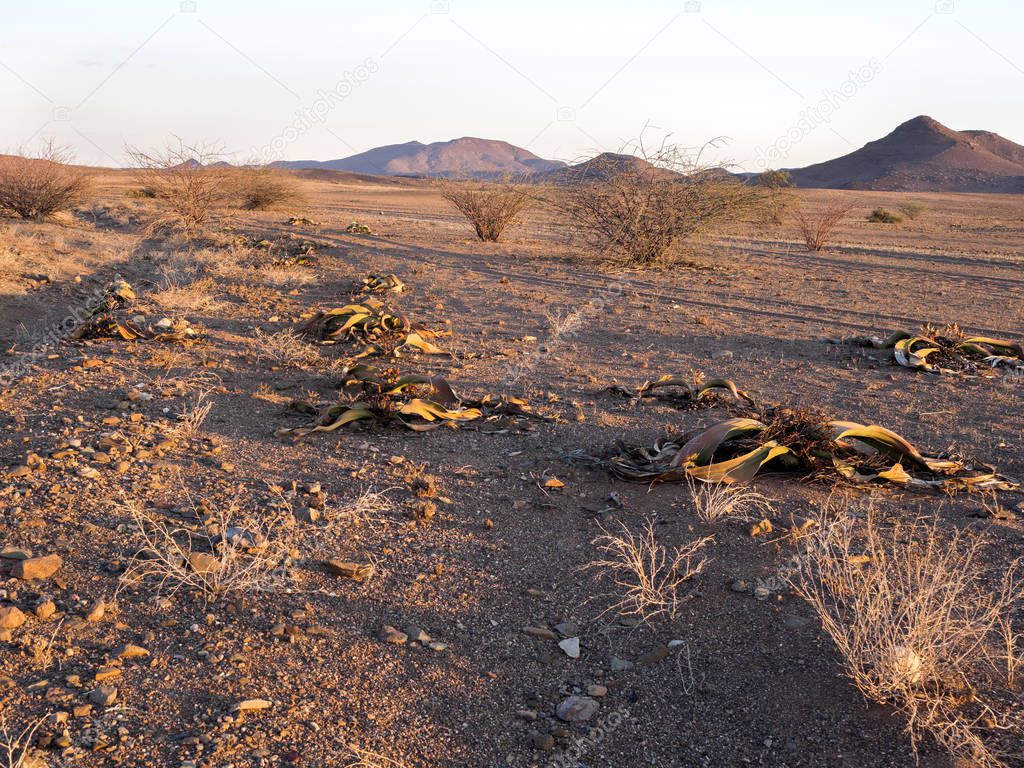  Welwitschia mirabilis in the desert of central Namibia
