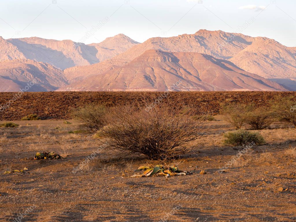  Welwitschia mirabilis in the desert of central Namibia