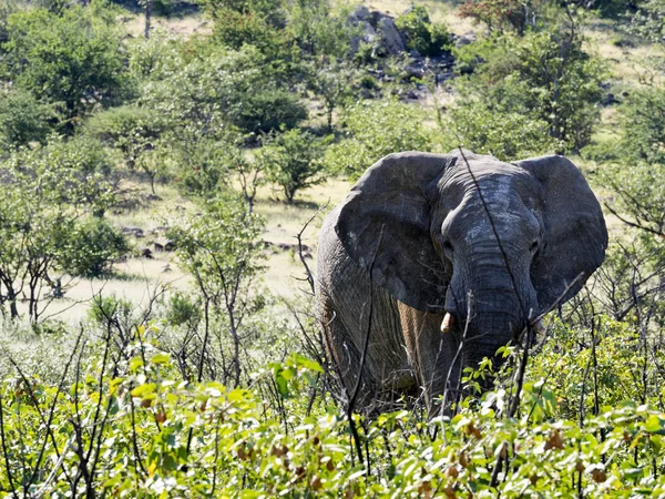 Irritado Masculino Elefante Africano Loxodonta Africana Namíbia — Fotografia de Stock