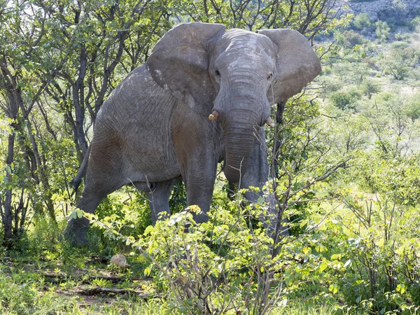 Angry male African elephant, Loxodonta africana, Namibia