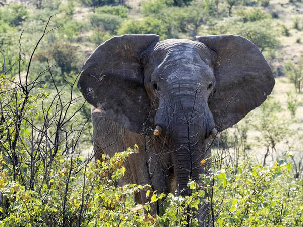 Angry male African elephant, Loxodonta africana, Namibia