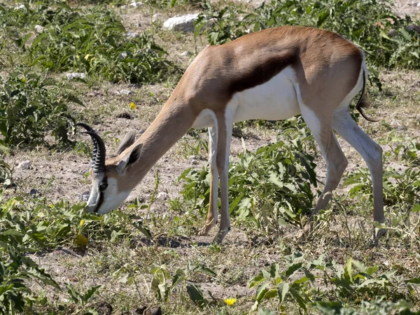 Springbock Antidorcas Marsupialis Auf Der Weide Etoscha Namibia — Stockfoto