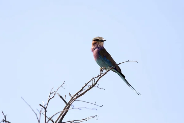 Beautiful Lilac Breasted Roller Coracias Caudata Намибия — стоковое фото