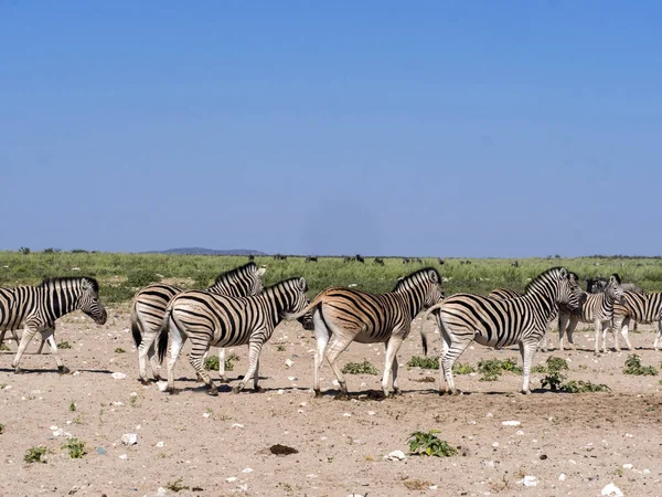 Damara Zebra Equus Burchelli Antiquorum Pastos Etosha Namibia —  Fotos de Stock