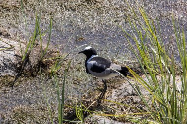 Demirci cılıbıt, Hoplopterus armatus, etkin Milli Parkı, Namibia