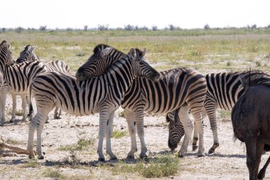 Damara zebra, Equus burchelli antika otlakta, Etosha, Namibya