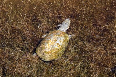 African helmeted turtle, Pelomedusa subrufa, in a reservoir in the Etosha National Park, Namibia clipart