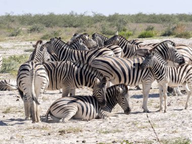 Damara zebra, Equus burchelli antika, Tımar, Etosha, Namibya