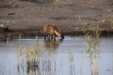 Benekli sırtlan, Crocuta crocuta, su birikintisinin, etkin Milli Parkı, Namibya