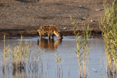 Benekli sırtlan, Crocuta crocuta, su birikintisinin, etkin Milli Parkı, Namibya