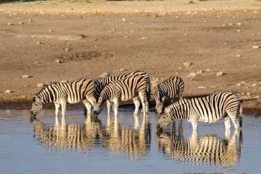 Damara zebra sürüsü, Equus burchelli antiquorum, ayakta su birikintisinin, etkin Milli Parkı, Namibya
