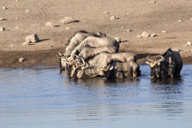 Mavi Wildebeest, Connochaetes taurinus, ayakta su birikintisinin, etkin Milli Parkı, Namibya