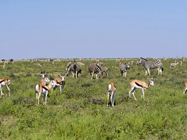 Gemsbok Oryx Gazella Gazella Parque Nacional Etosha Namíbia — Fotografia de Stock