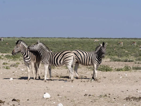 Damara Zebra Equus Burchelli Antiquorum Pasto Etosha Namíbia — Fotografia de Stock