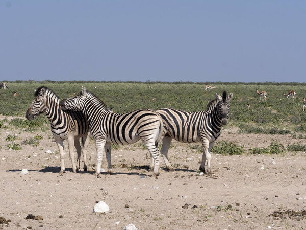 Damara zebra, Equus burchelli antiquorum, in pasture, Etosha, Namibia