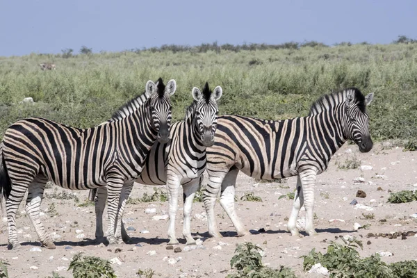 Damara Zebra Equus Burchelli Antiquorum 牧草地 Etosha ナミビア — ストック写真