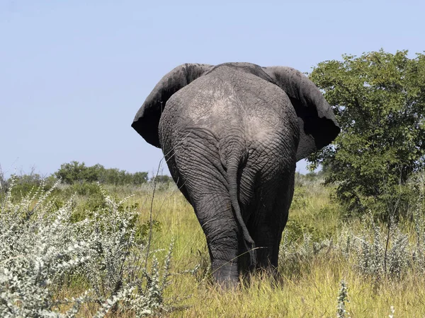 Ενήλικα Αρσενικά Αφρικανικός Ελέφαντας Loxodonta Africana Εθνικό Πάρκο Ετόσα Στην — Φωτογραφία Αρχείου