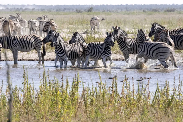 Damara Zebra Equus Burchelli Antiquorum Ved Woterhole Namibia - Stock-foto