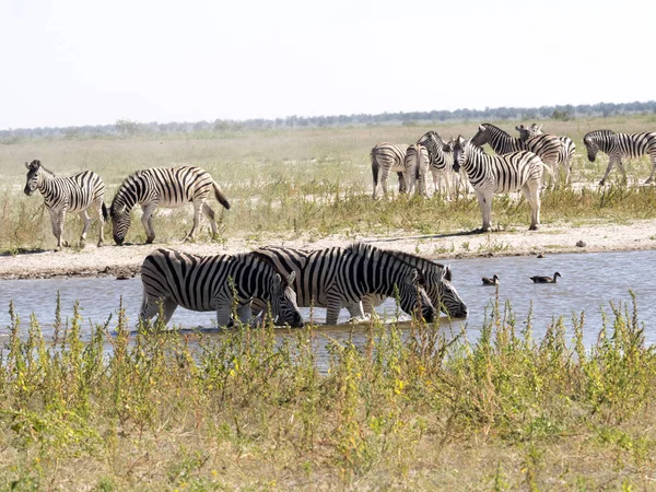 Damara Zebra Equus Burchelli Antiquorum Woterhole Namíbia — Fotografia de Stock