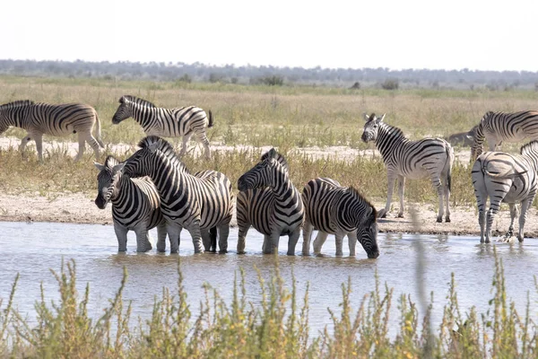 Alárió Zebra Equus Burchelli Antiquorumot Namíbiai Woterhole — Stock Fotó