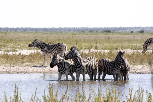 Damara Zebra Equus Burchelli Antiquorum Ved Woterhole Namibia - Stock-foto