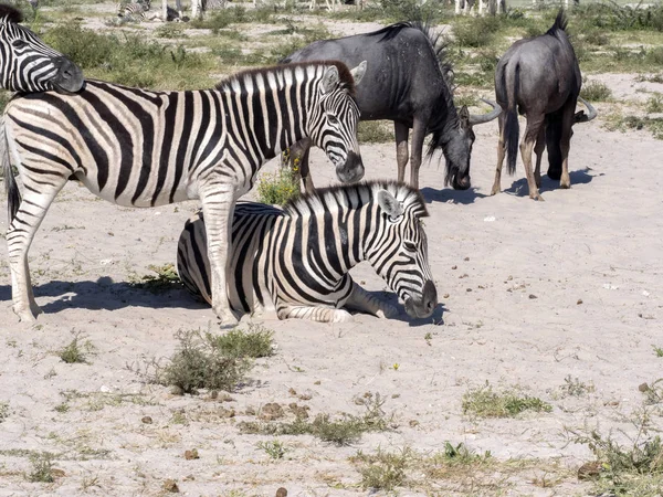 Damara Zebra Equus Burchelli Antiquorum 牧草地 Etosha ナミビア — ストック写真