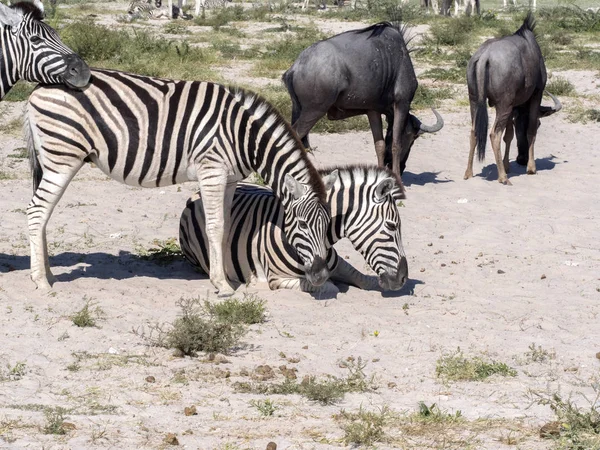 Damara Zebra Equus Burchelli Antiquorum Grooming Etosha Namibia — 스톡 사진