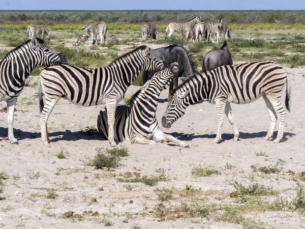 Damara Zebra Equus Burchelli Antiquorum Grooming Etosha Namibia — 图库照片