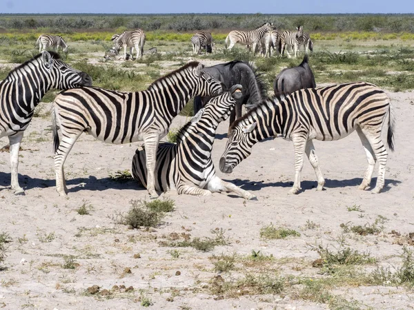 Damara Zebra Equus Burchelli Antiquórum Grooming Etosha Namibia —  Fotos de Stock