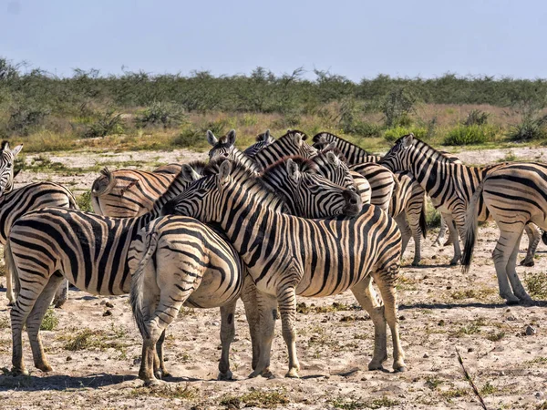 Damara Zebra Equus Burchelli Antiquorum Grooming Etosha Namibia — Stockfoto