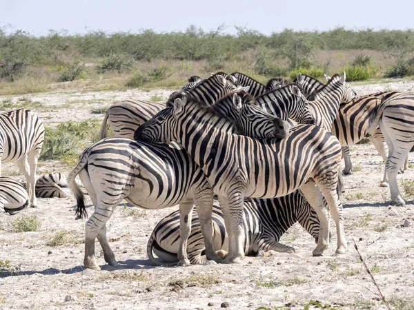 Damara Zebra Equus Burchelli Antiquorum Grooming Etosha Namibia — 图库照片