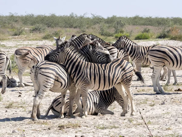 Damara Zebra Equus Burchelli Antiquorum Grooming Etosha Namibia — Foto Stock