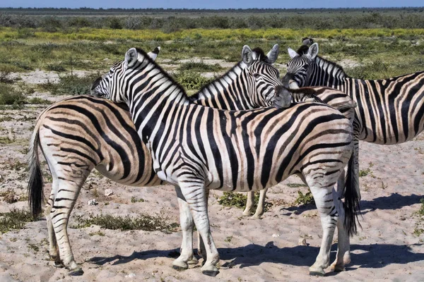 Damara Zebra Equus Burchelli Antiquórum Grooming Etosha Namibia —  Fotos de Stock