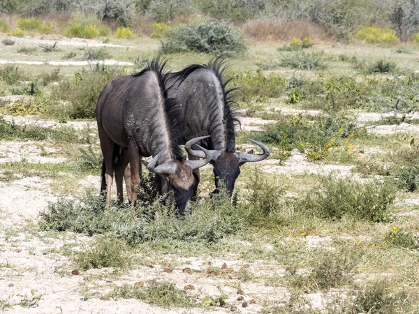 Blue Wildebeest Connochaetes Taurinus Pasto Namíbia — Fotografia de Stock