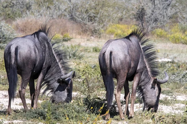 Blue Wildebeest Connochaetes Taurinus Pasto Etosha National Park Namíbia — Fotografia de Stock