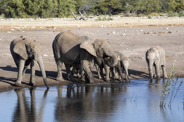 Manada Elefantes Africanos Loxodonta Africana Agua Potable Abrevadero Parque Nacional —  Fotos de Stock